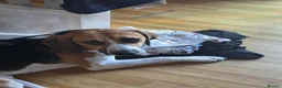 Mixed Breed dogs for sale: Amazing loyal beagle - Advert 4
