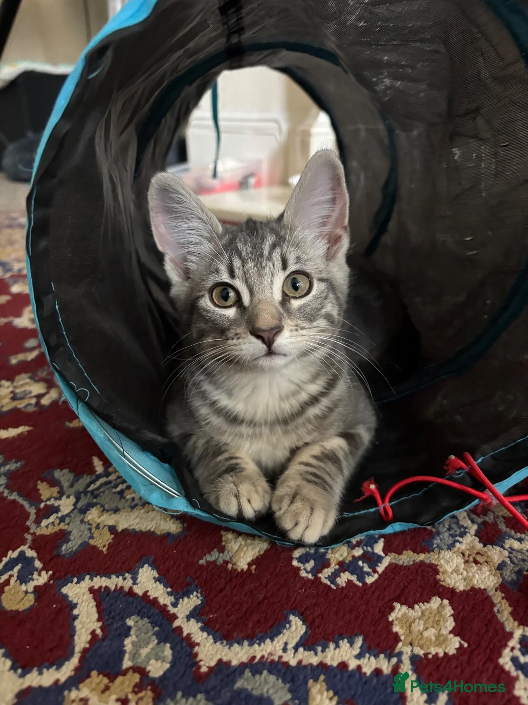 Domestic Shorthair cats for sale: 𝟐 𝐃𝐎𝐌𝐄𝐒𝐓𝐈𝐂 𝐒𝐇𝐎𝐑𝐓𝐇𝐀𝐈𝐑 🤎🩶 - Advert 15