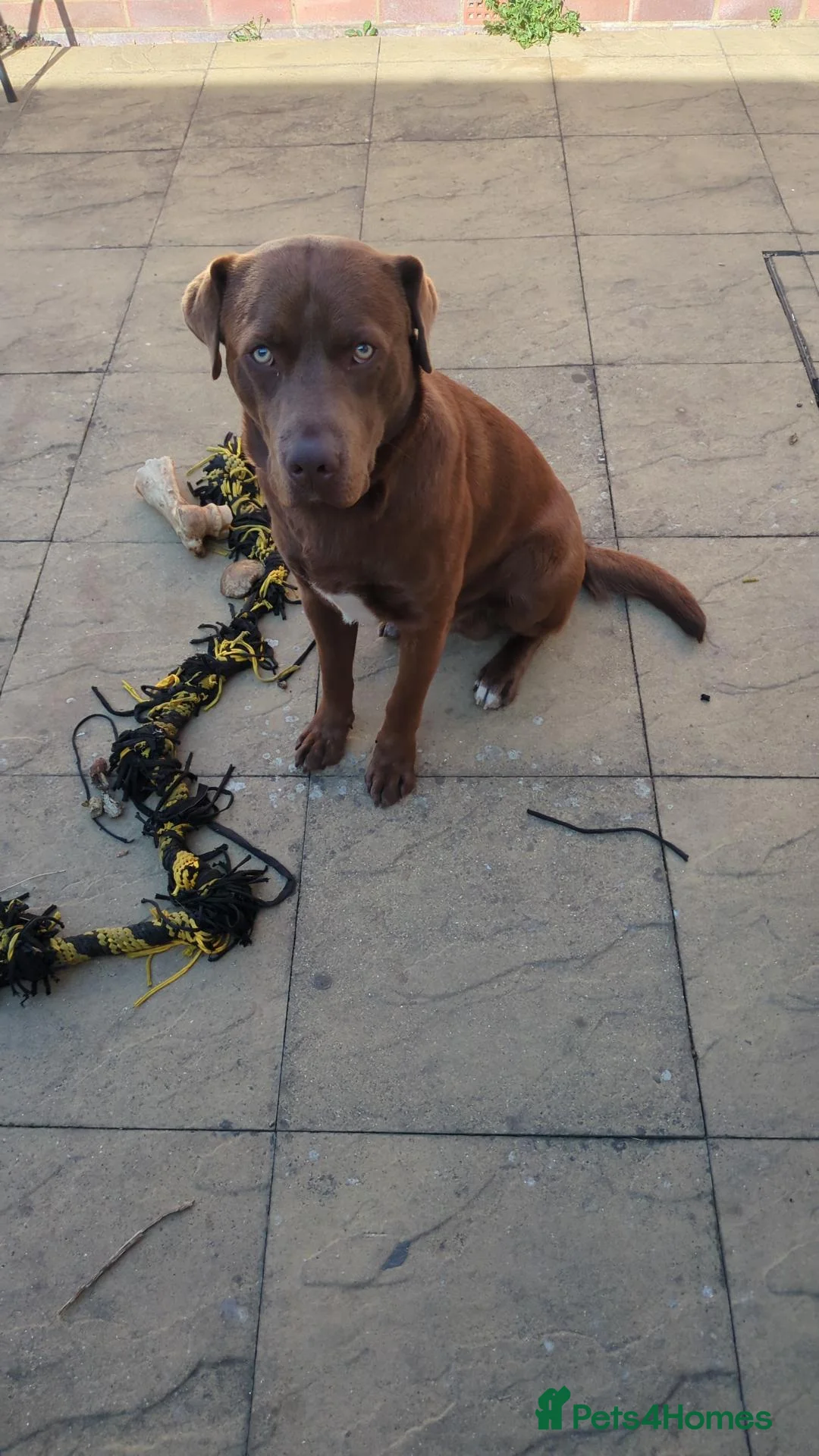 Mixed Breed dogs for sale: Loveable boy in Bracknell - Advert 2
