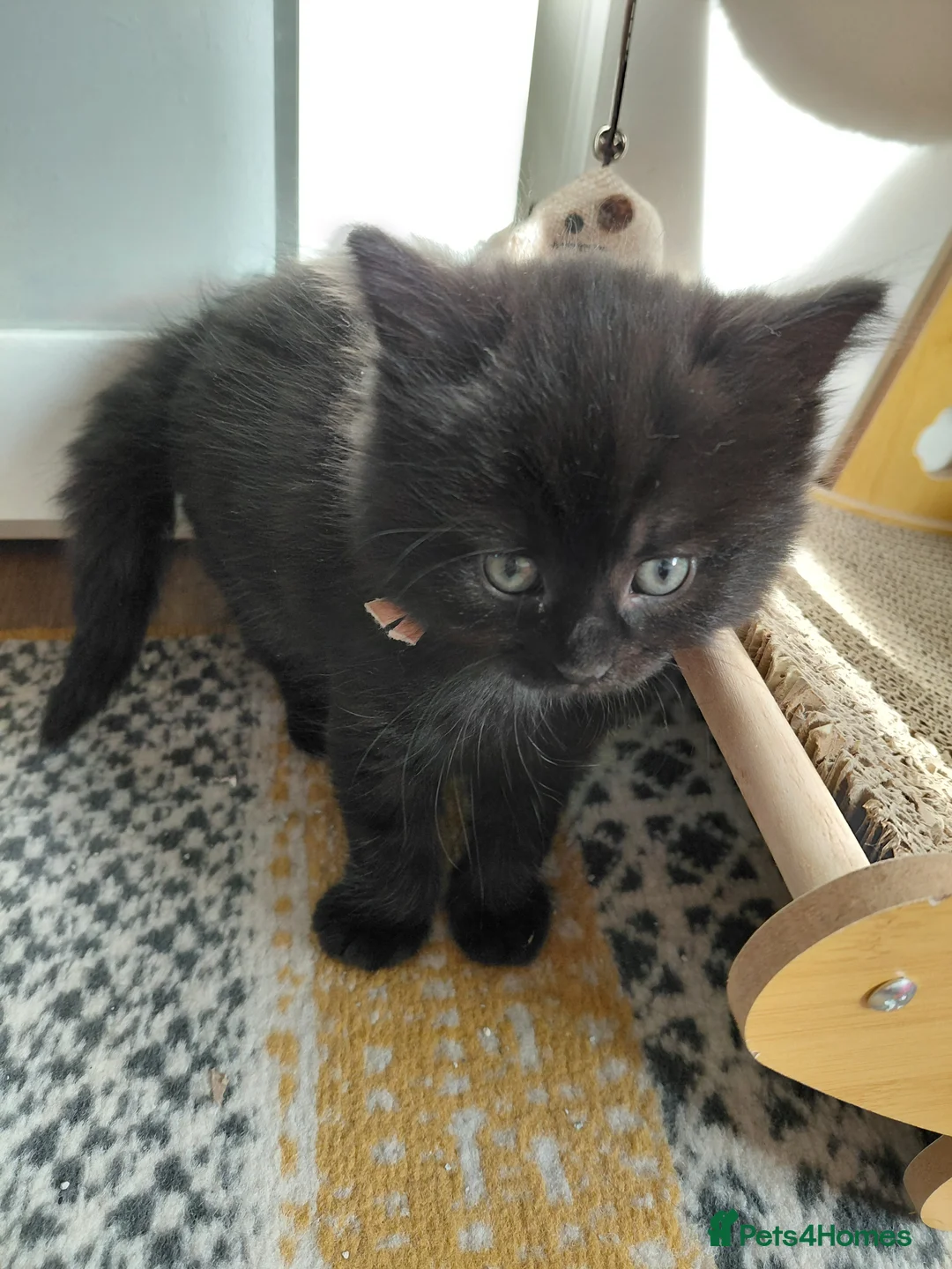 Mixed Breed cats for sale: 5 kittens are looking for a forever home - Advert 2