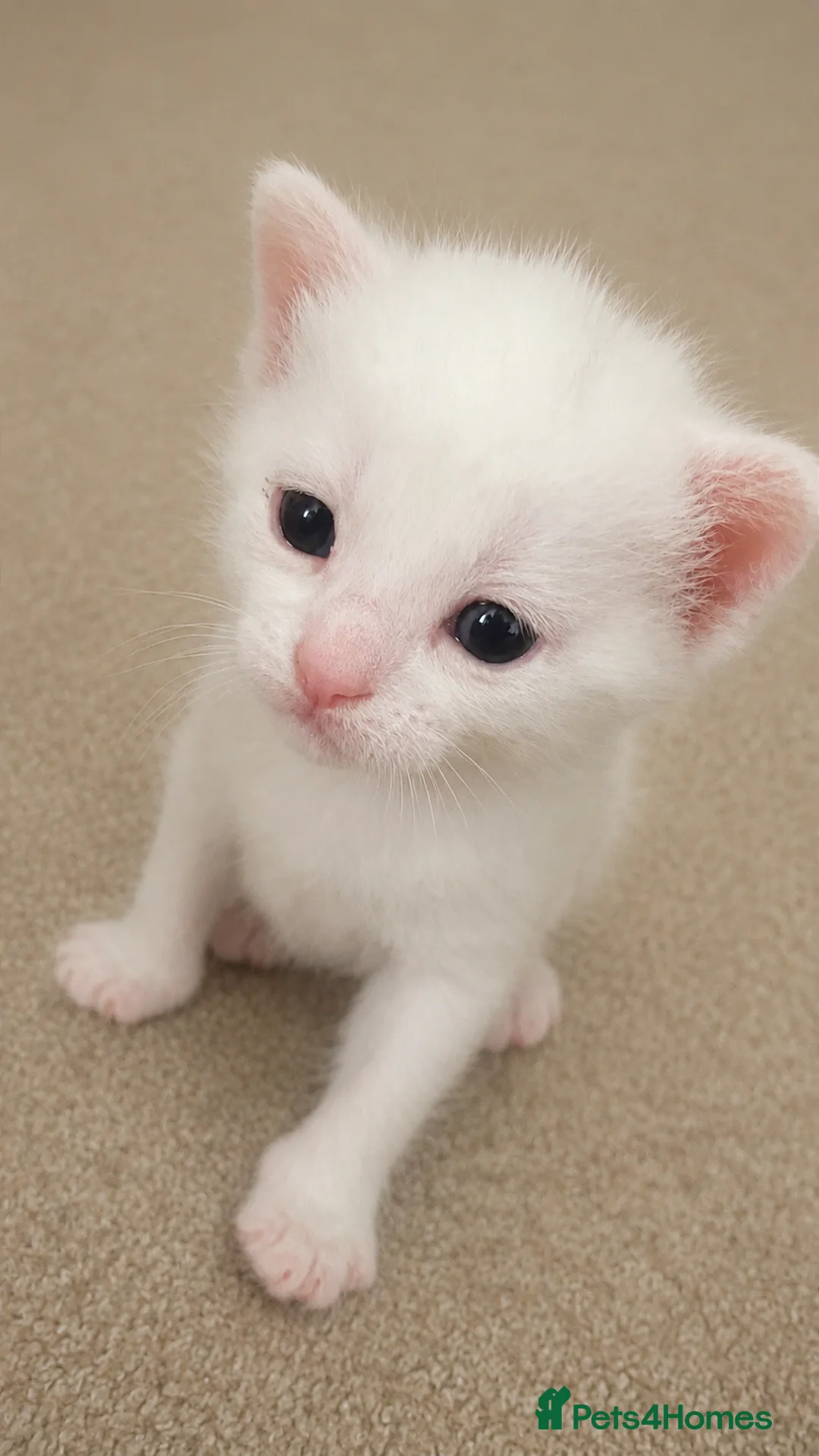 Mixed Breed cats for sale: Mixed breed domestic kittens - Advert 2