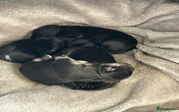 Mixed Breed dogs for sale: Froodle pups  - Image 12