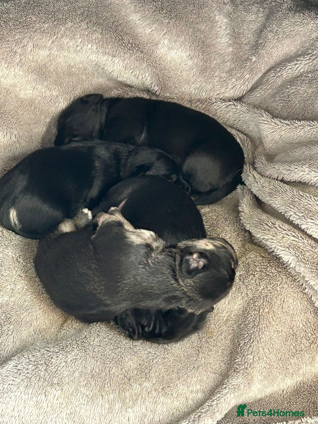 Mixed Breed dogs for sale: Froodle pups  - Image 12