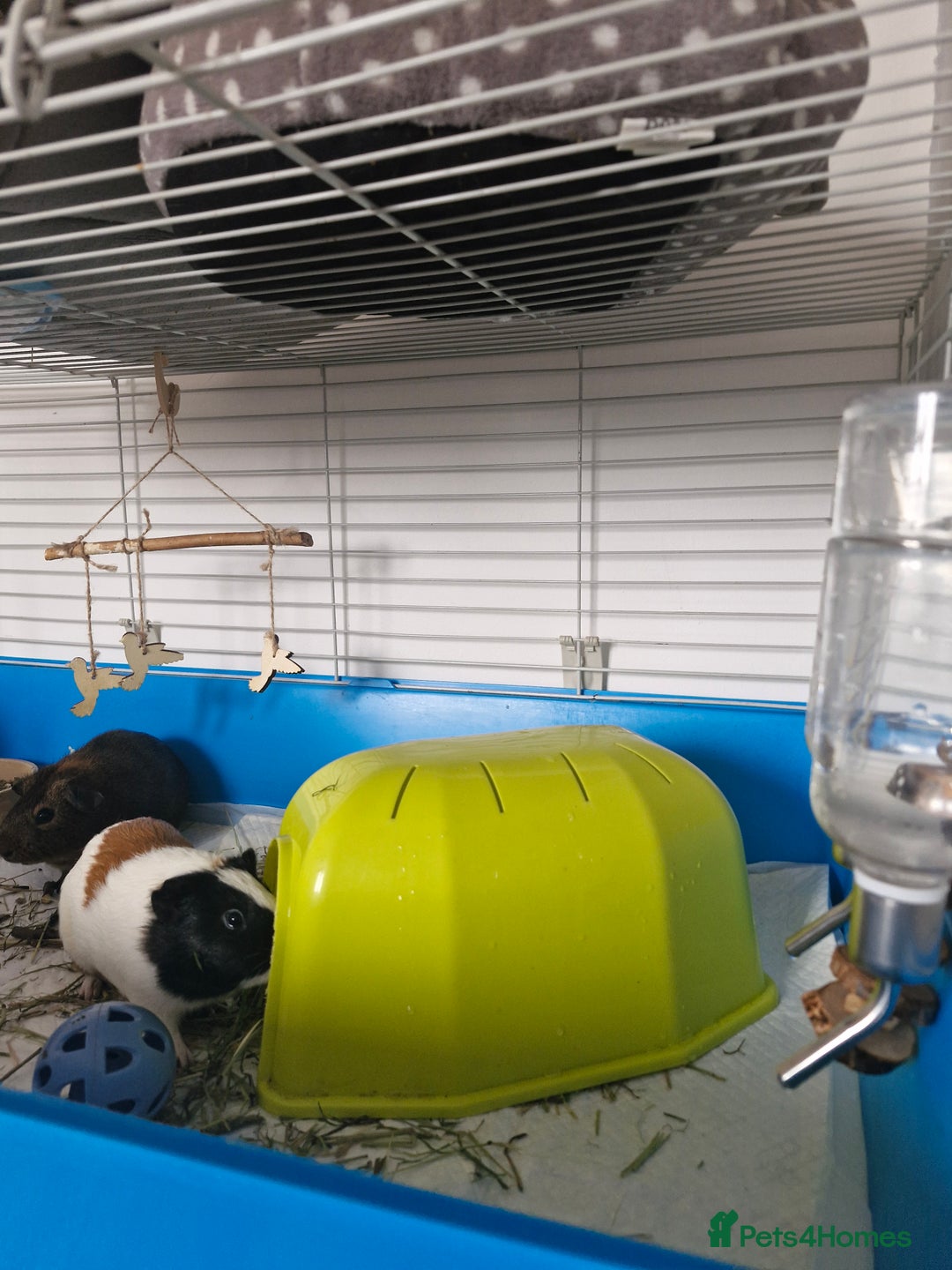 Guinea Pig rodents for sale:  2 Playful Male Guinea Pigs (4 Months)  - Image 11