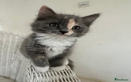 Ragdoll cats for sale: Gorgeous half pedigree Ragdoll kittens - Image 18