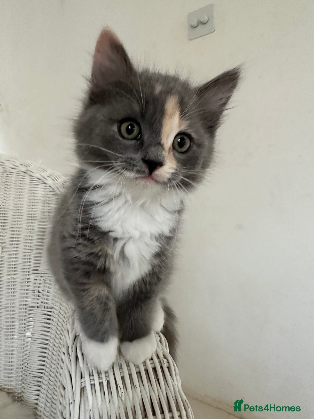 Ragdoll cats for sale: Gorgeous half pedigree Ragdoll kittens - Image 18