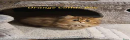 Persian cats for sale: 💖Beautiful Pedigree Chinchilla Persian Kittens.  - Advert 16