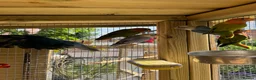 Lovebirds birds for sale: Beautiful young mixed colour love birds  - Advert 3