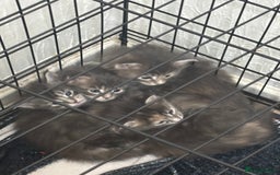Maine Coon cats for sale: 3 females 1 male Maine Coone kittens - Image 11