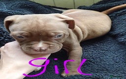 American Bull Staffy dogs for sale: Staffy cross American bulldog puppies  - Image 5