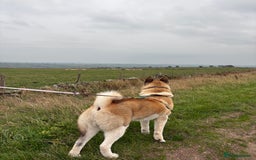 Akita dogs for sale: Japanese Akita Pedigree - Image 5