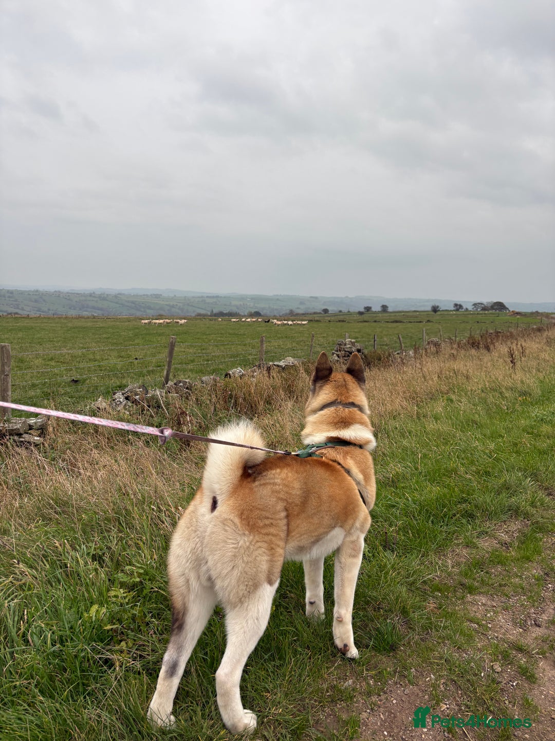 Akita dogs for sale: Japanese Akita Pedigree - Image 5