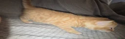 Mixed Breed cats for sale: 5 beautiful kittens  - Advert 20