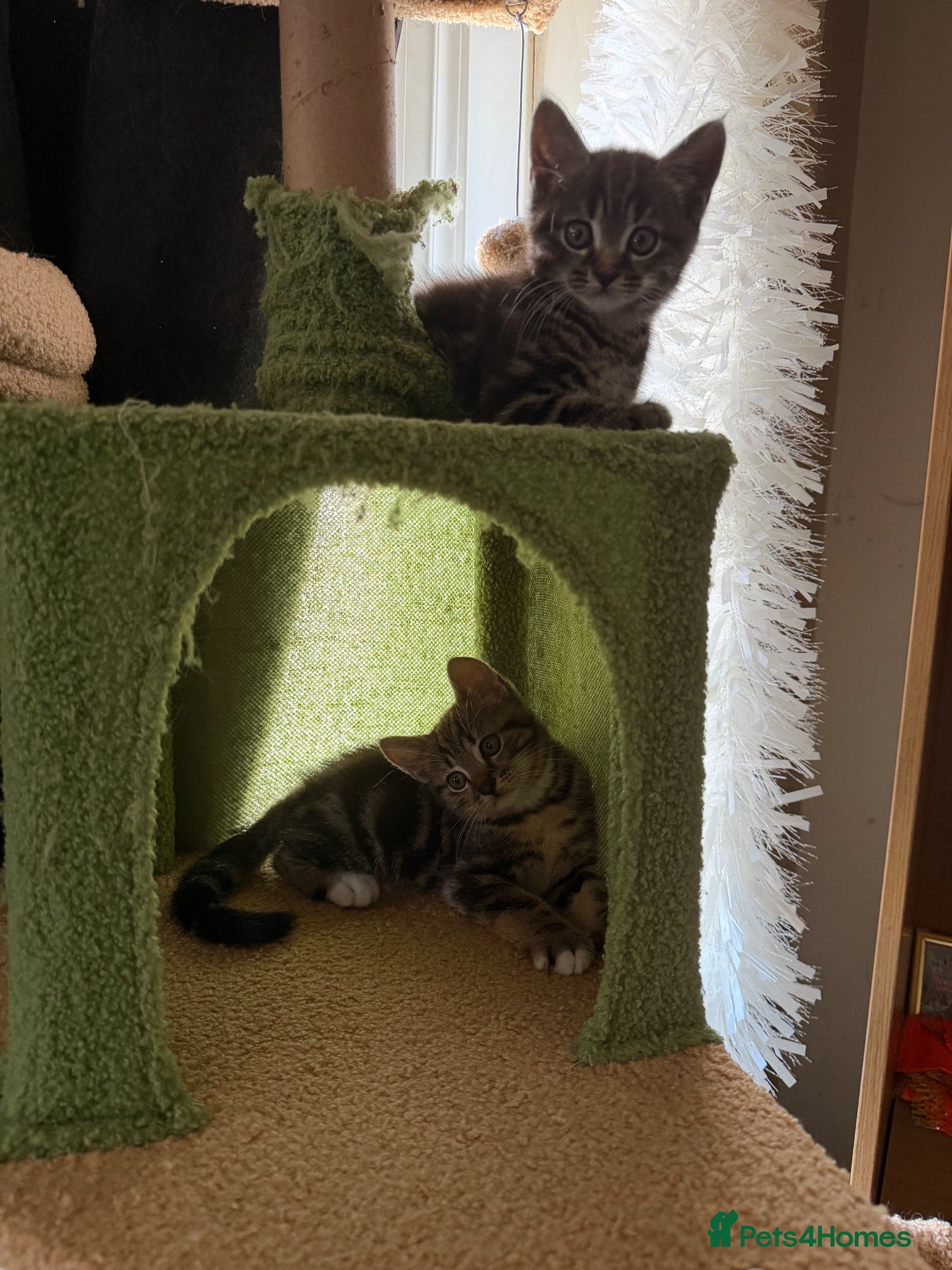 Scottish Fold cats Scottish Fold Kittens Available - Advert 5