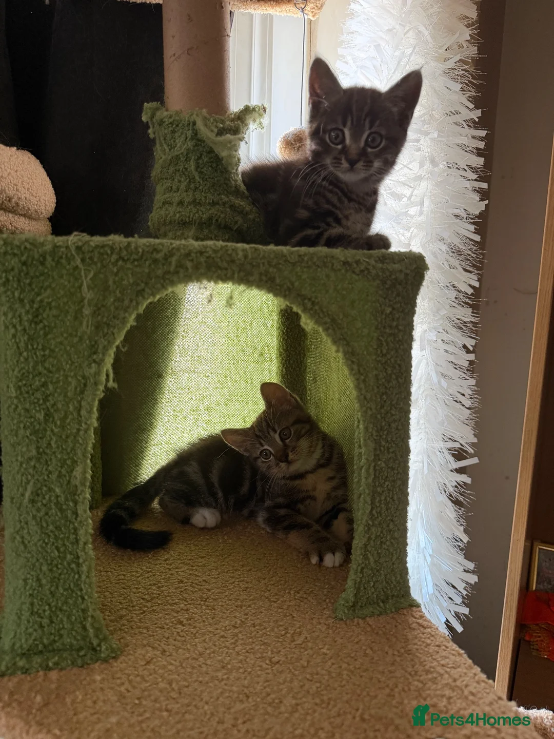 Scottish Fold cats for sale: Scottish Fold Kittens Available - Advert 1