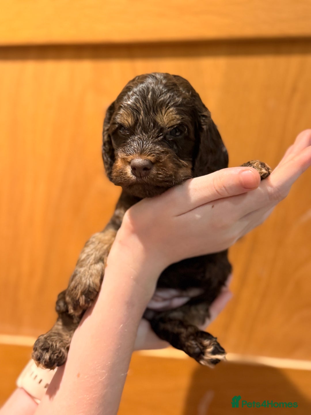 Cockapoo dogs for sale: Toy cockerpoo puppies  - Advert 7