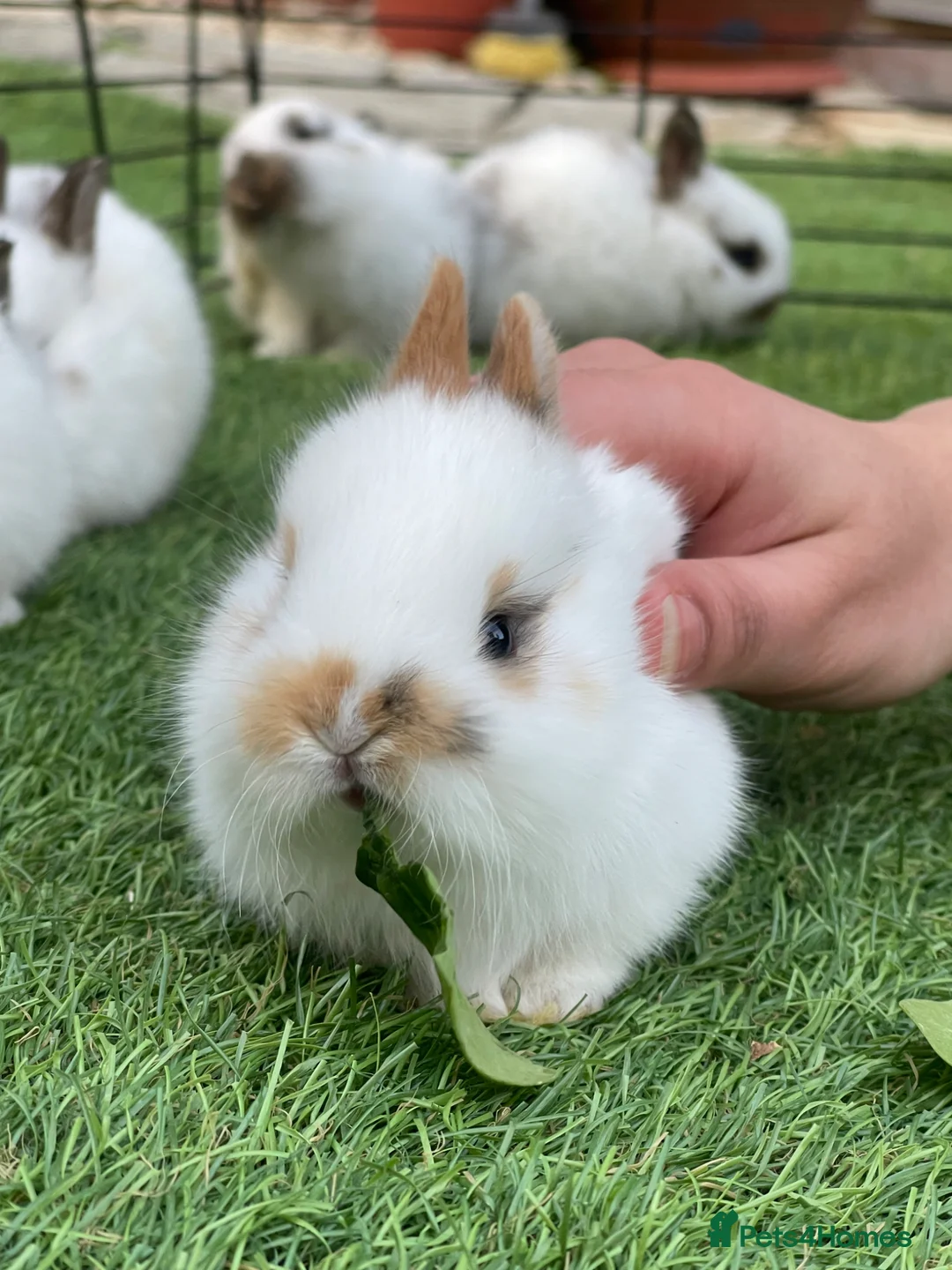 Mixed Breed rabbits for sale: English Spot X Dutch in Barking - Advert 2