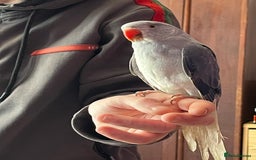 Ringnecks birds for sale: Ring necks for sale different colours  - Image 11