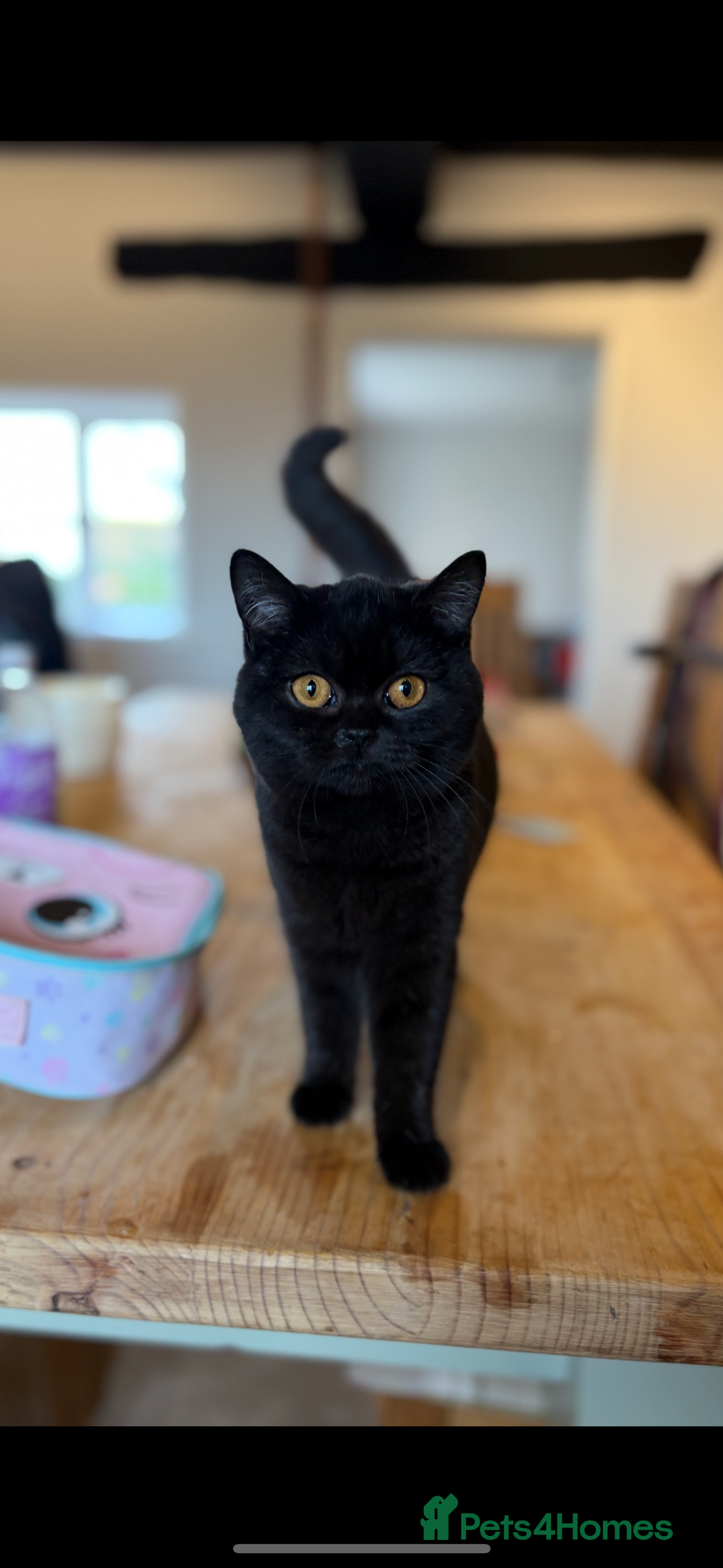 British Shorthair cats for sale: Beautiful British shorthair girl  - Advert 4