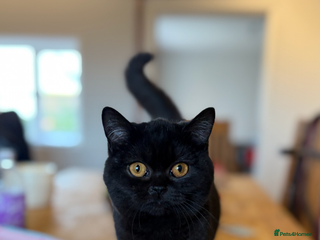 British Shorthair cats Beautiful British shorthair girl - Advert 9