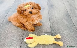 Maltipoo dogs for sale: ✨ Adorable Maltipoo Puppies Ready for New Homes! ✨ - Image 2