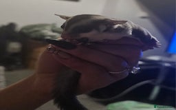 Sugar Glider rodents for sale: Stunning Male & Female Grey sugar glider pair - Advert 9