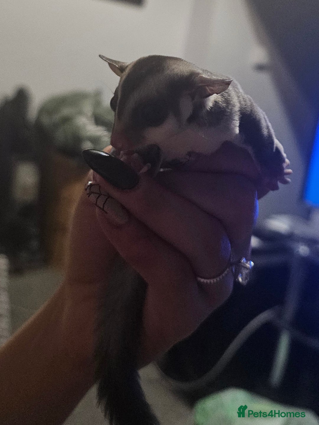 Sugar Glider rodents for sale: Stunning Male & Female Grey sugar glider pair - Advert 9