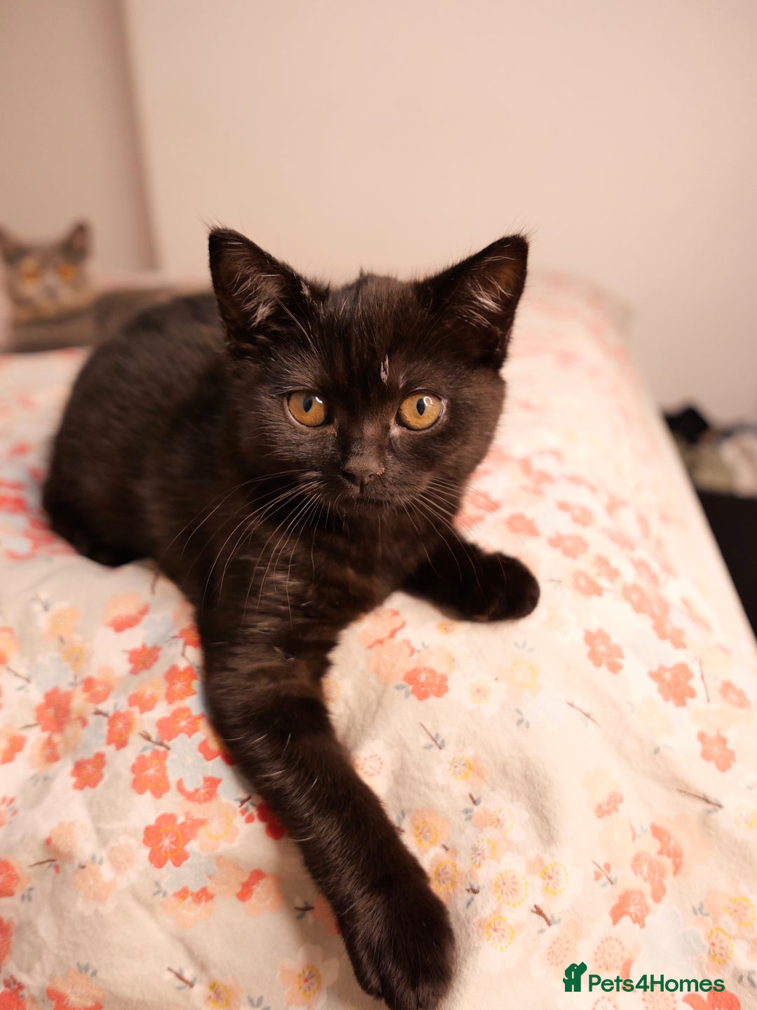 British Shorthair cats for sale: GCCF Registered British Shorthair Kittens -Cardiff - Advert 22