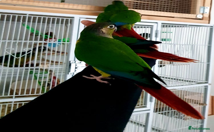 Conures birds - Advert 2