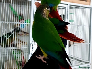 Conures birds - Advert 10
