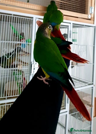 Conures birds - Advert 5