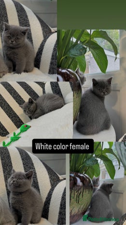 British Shorthair cats - Advert 8