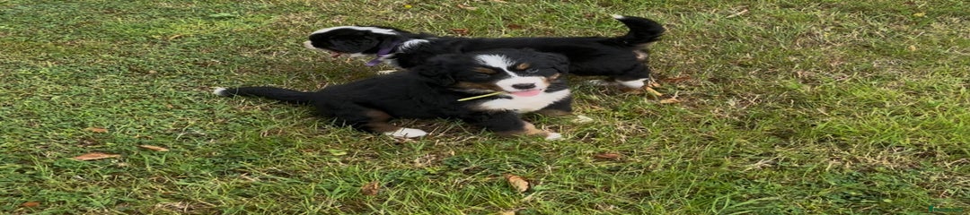 Yellow collar female