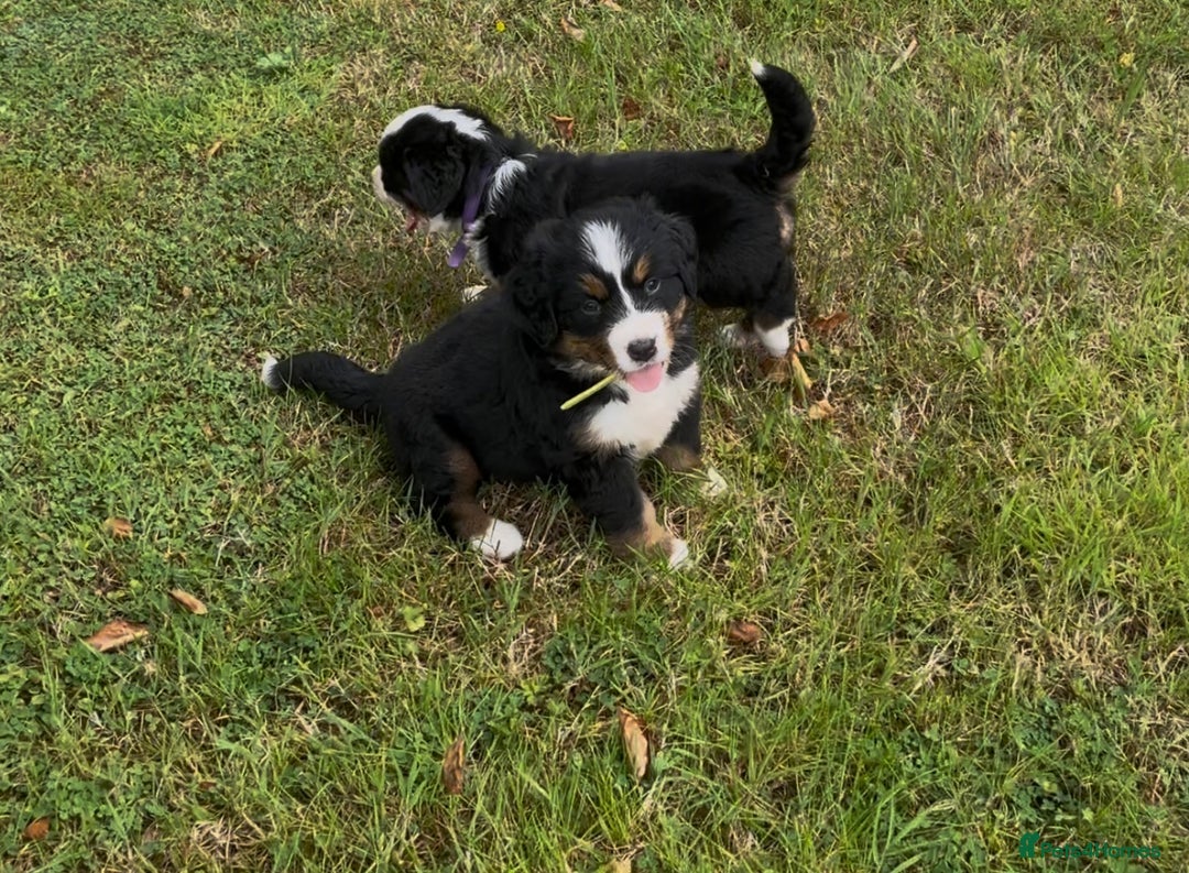 Bernese Mountain Dog dogs for sale: KC Reg Bernese Mountain Dog Puppies - Image 19
