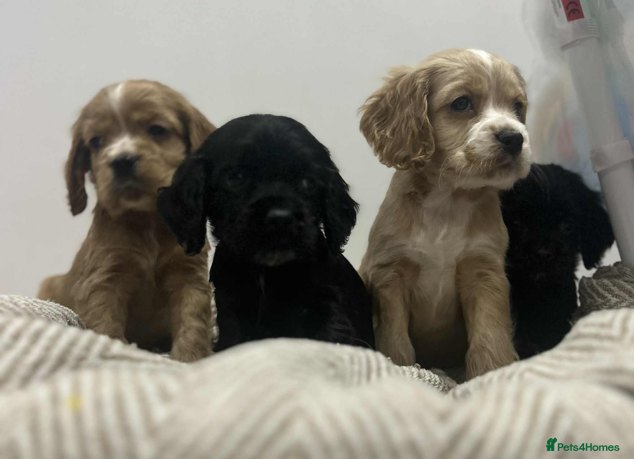 Mixed Breed dogs American x working cocker spaniel - Advert 18