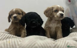 Mixed Breed dogs for sale: American x working cocker spaniel - Advert 6