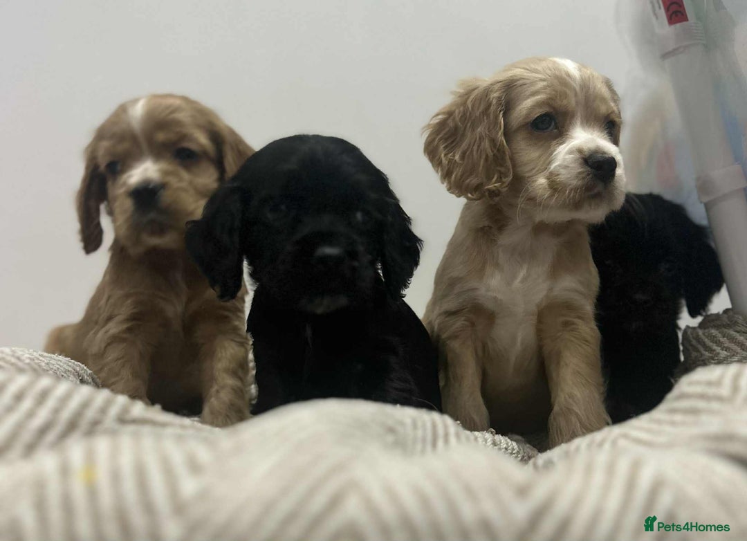 Mixed Breed dogs for sale: American x working cocker spaniel - Advert 6