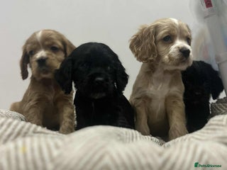 Mixed Breed dogs American x working cocker spaniel - Advert 2