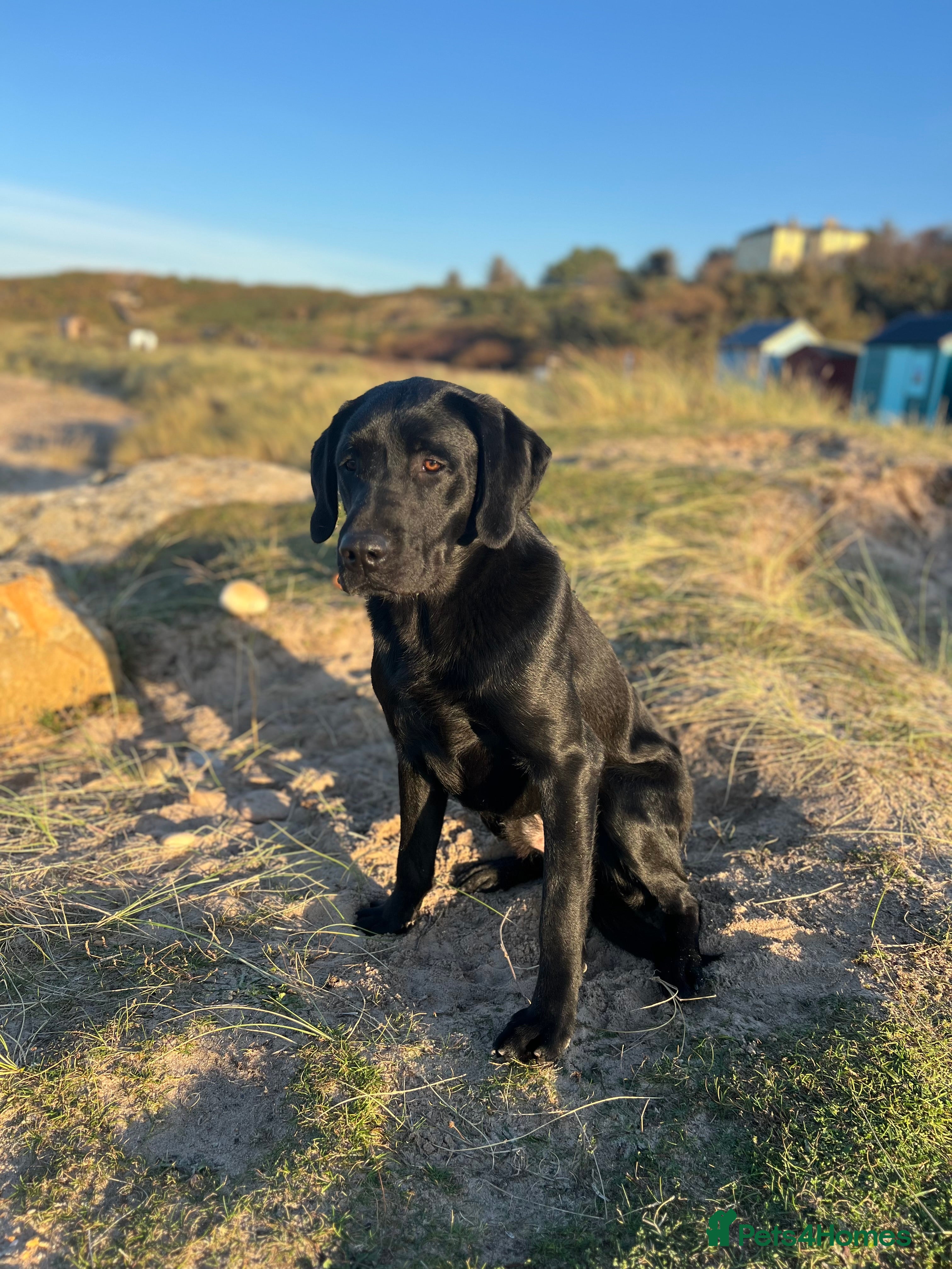 Labrador Retriever dogs Handsome Working Black Labrador at stud  - Advert 1