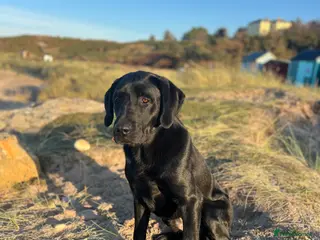 Labrador Retriever dogs Handsome Working Black Labrador at stud - Advert 6