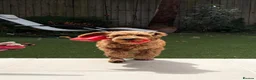 Mixed Breed dogs for sale: Australian Labradoodles RED/ WHITE TUX Girls  - Advert 24