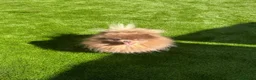 Pomeranian dogs for sale: Exclusive lilac tan true type teddy bear  - Advert 6