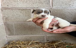 Jack Russell dogs for sale: Lilac & Tan Miniature Jack Russel  - Image 21
