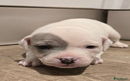 American Bull Staffy dogs for sale: Stunning litter of American bull x staffy puppys  - Advert 13