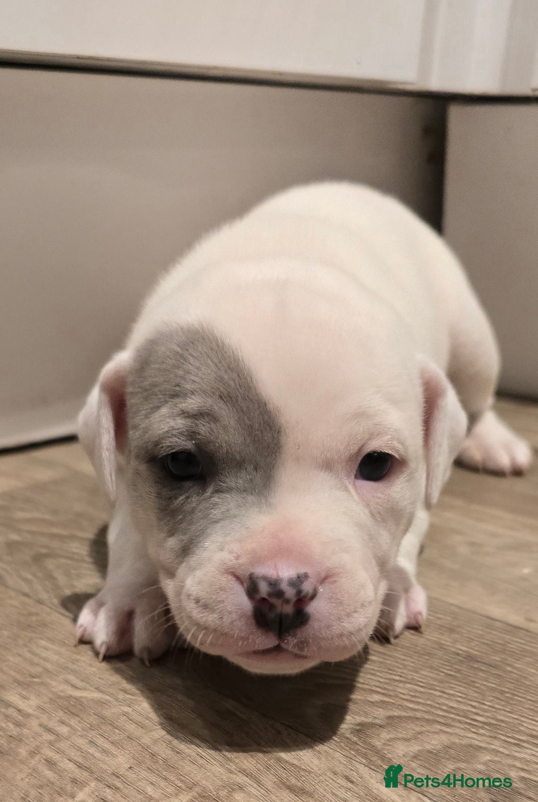 American Bull Staffy dogs for sale: Stunning litter of American bull x staffy puppys  - Advert 13