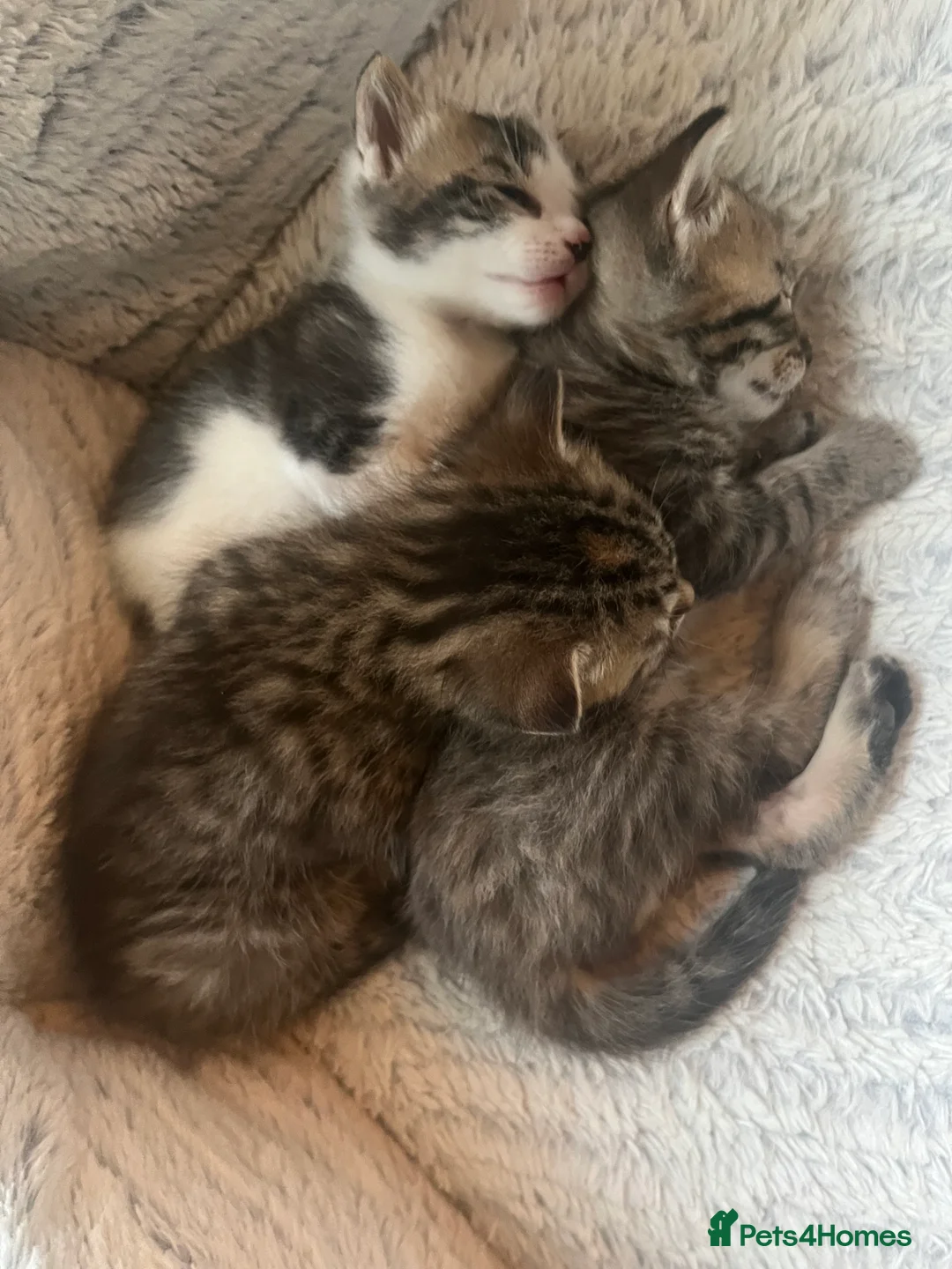 Mixed Breed cats for sale: Mixed breed kittens, one male one female - Advert 6