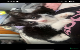 Maine Coon cats for sale: half maine coon kittens (2 females) - Image 6