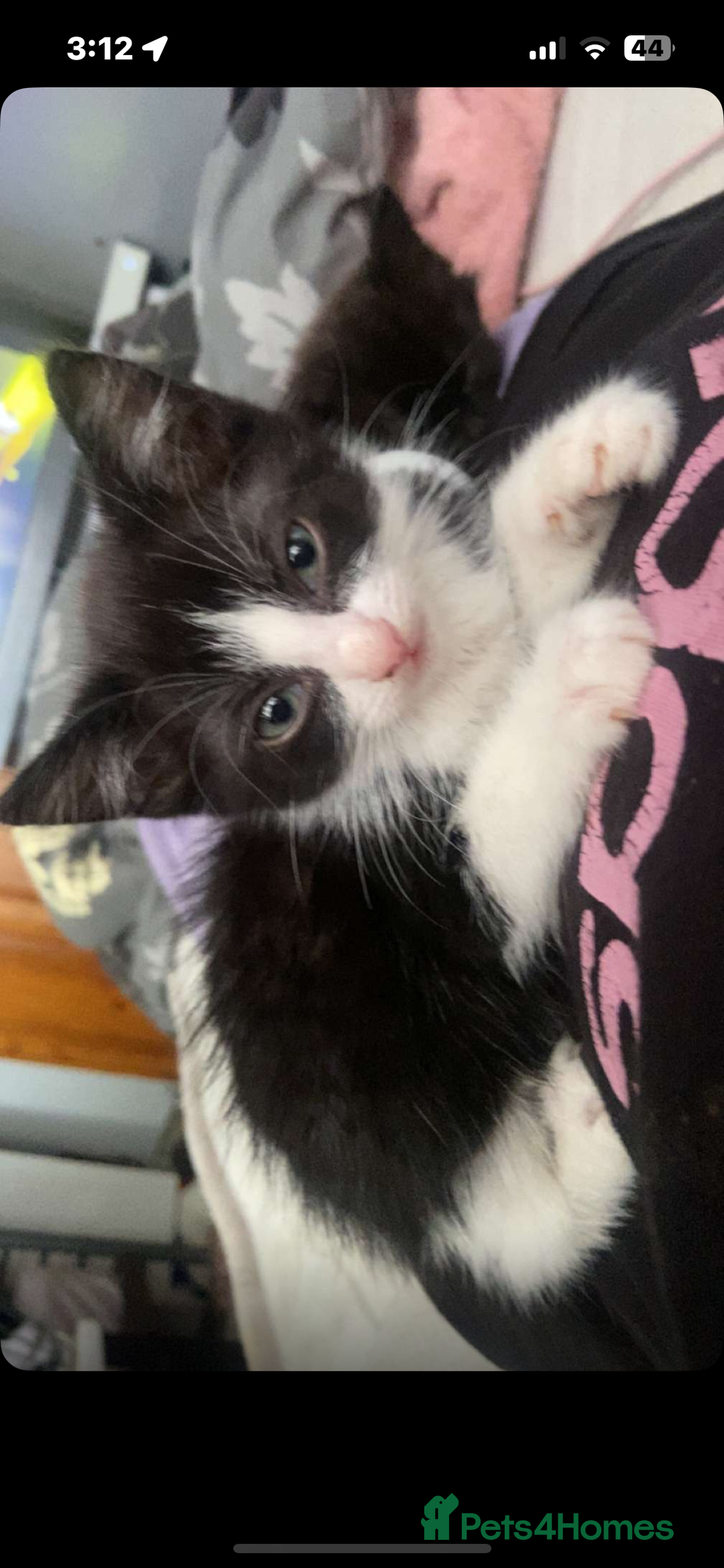 Maine Coon cats for sale: half maine coon kittens (2 females) - Image 6