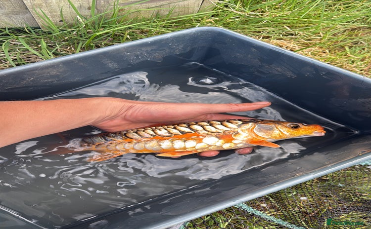 Koi Carp fish - Advert 2