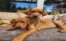 Labrador Retriever dogs for sale: KC Reg Fox Red Labrador Male. Fully vaccinated. in Mold - Image 2